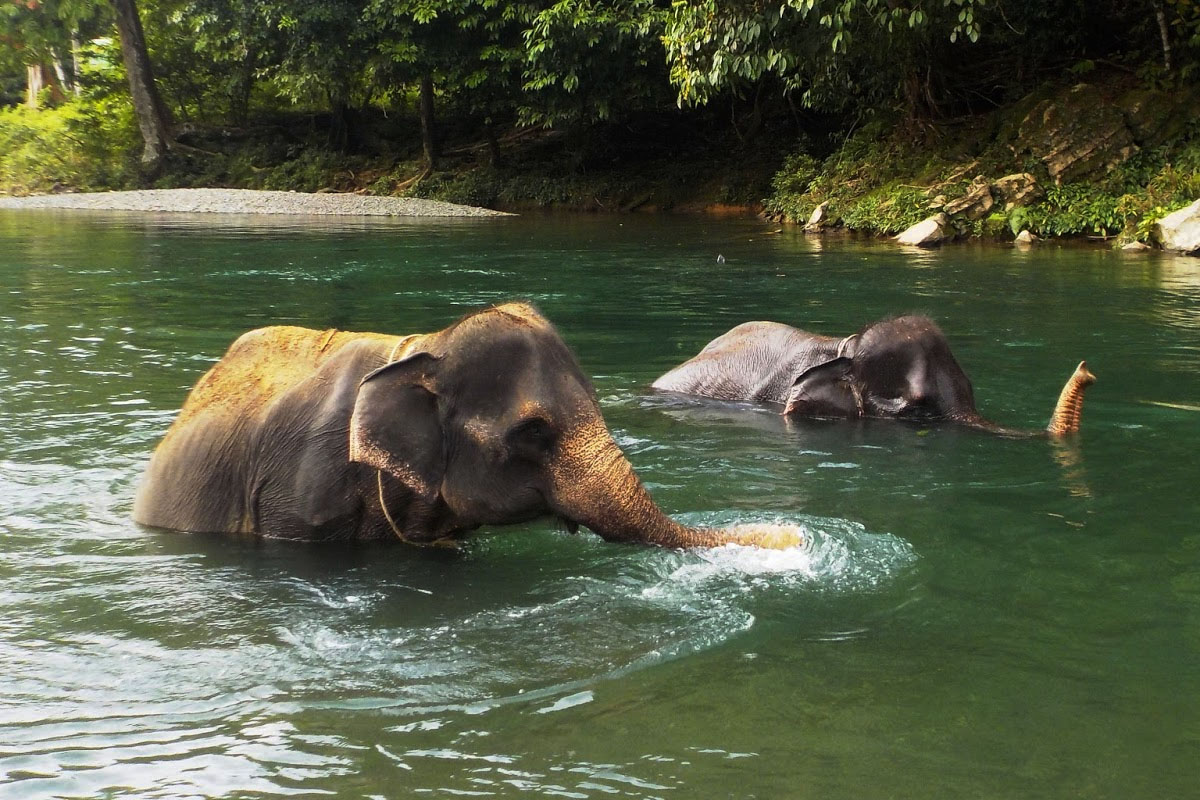 elephant