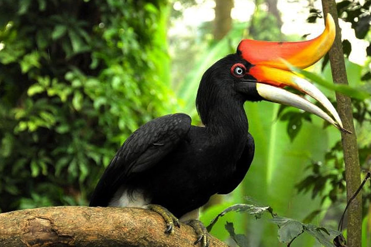 bird