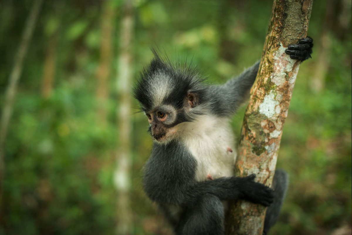 leaf_monkey