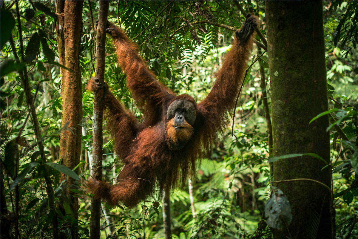 orangutan