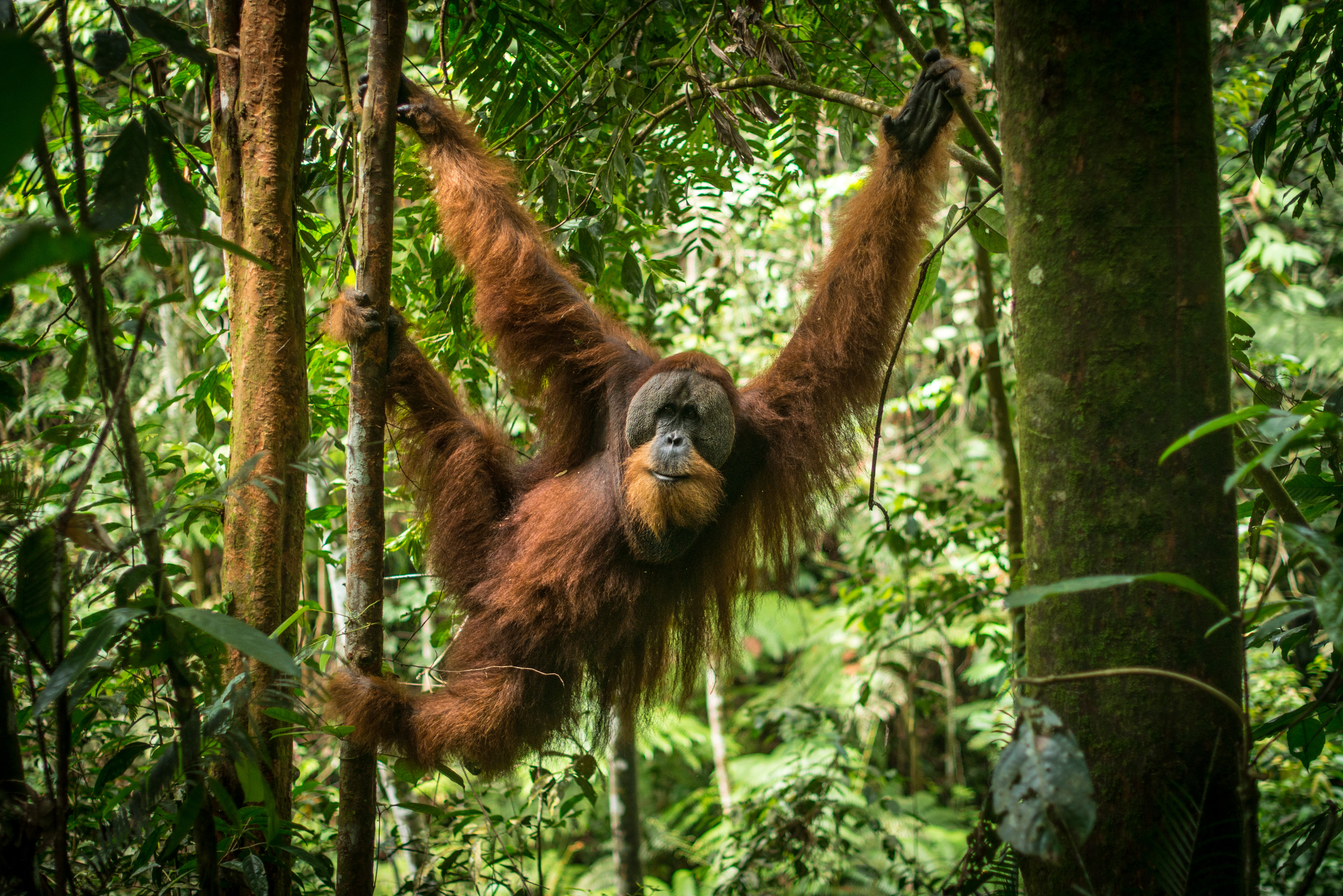 Bukitlawang , orangutan Sumatra (Pongo abelii)
