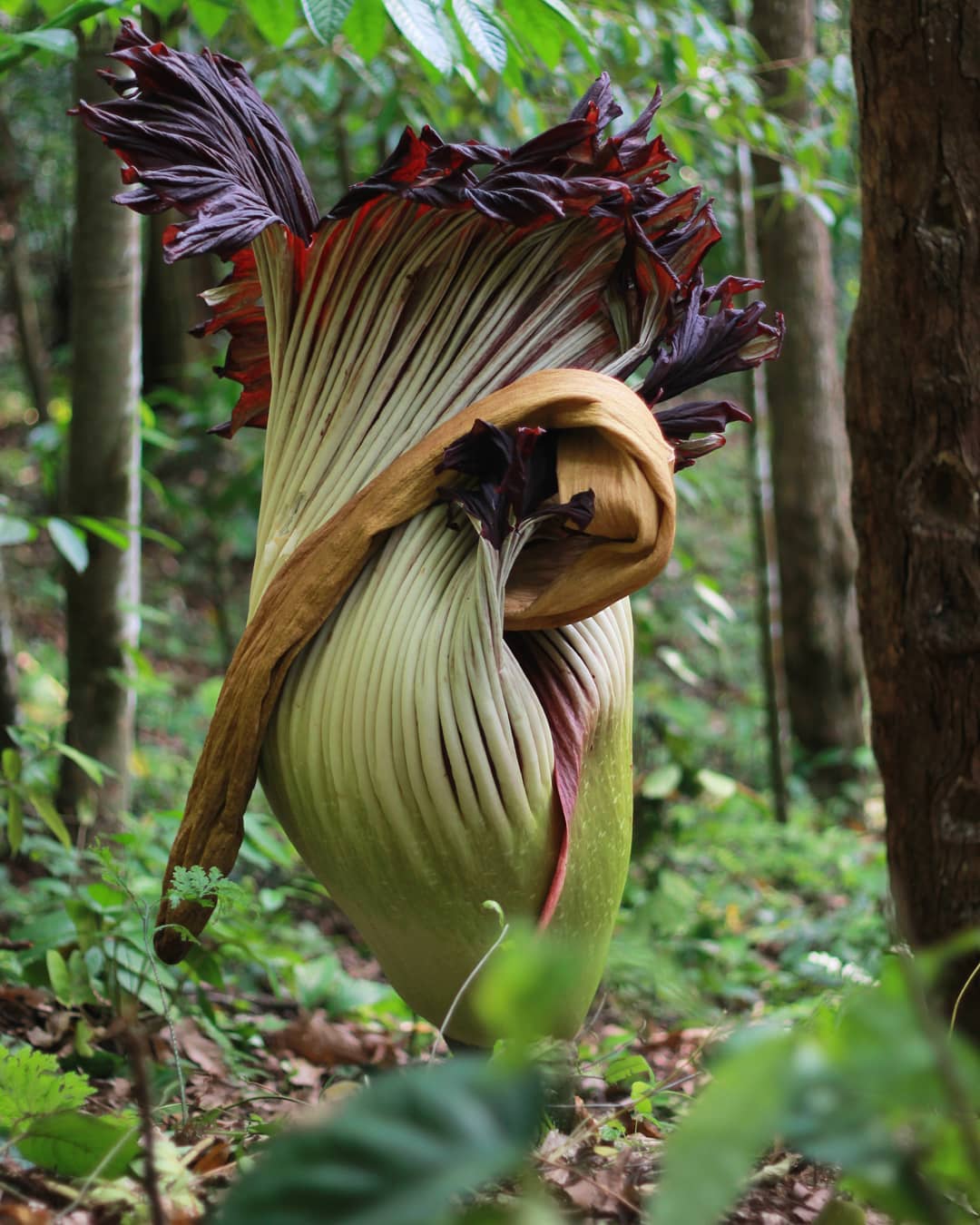 Bukitlawang jungle trekking |bunga bangkai, Amorphophallus titanum