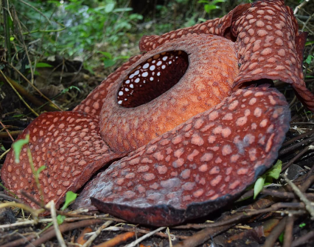 Bukitlawang jungle trekking | rafflesia Arnoldi
